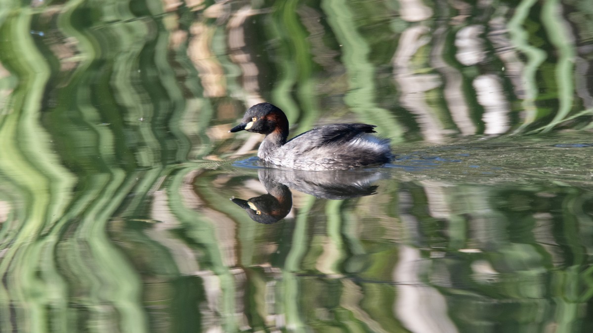 Australasian Grebe - ML642845271