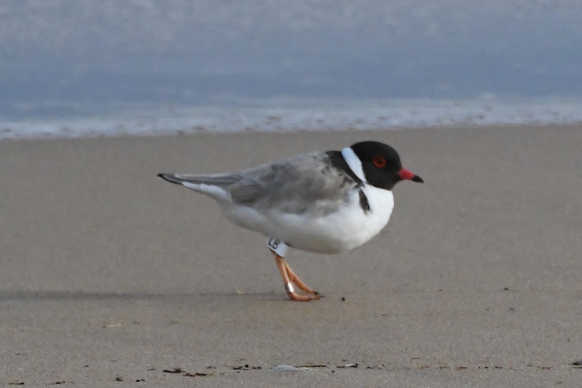 Hooded Plover - ML642845272