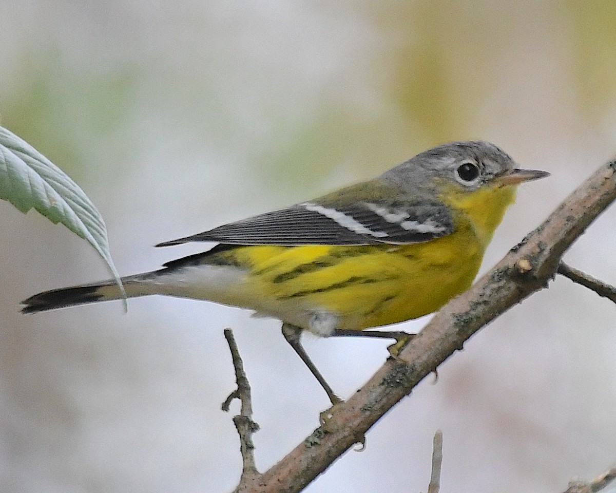 Magnolia Warbler - ML642845273