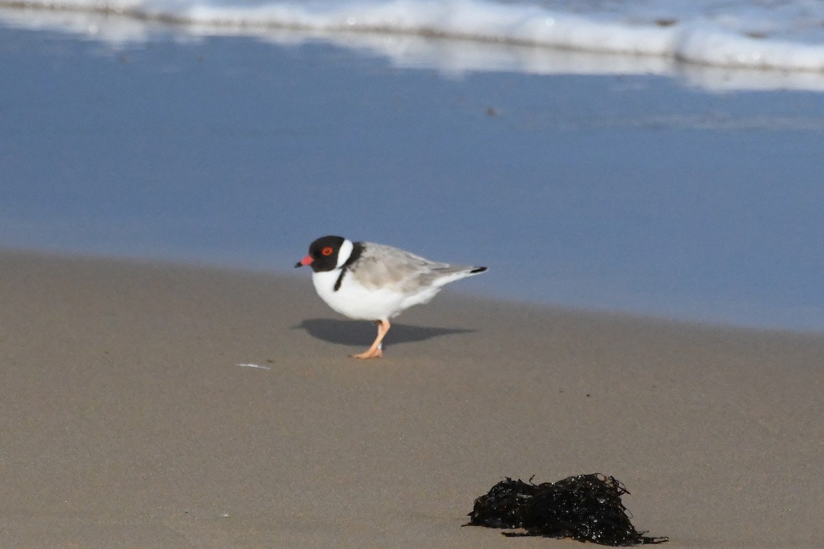 Hooded Plover - ML642845274