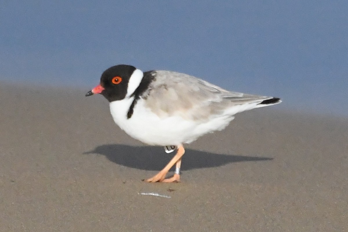 Hooded Plover - ML642845275
