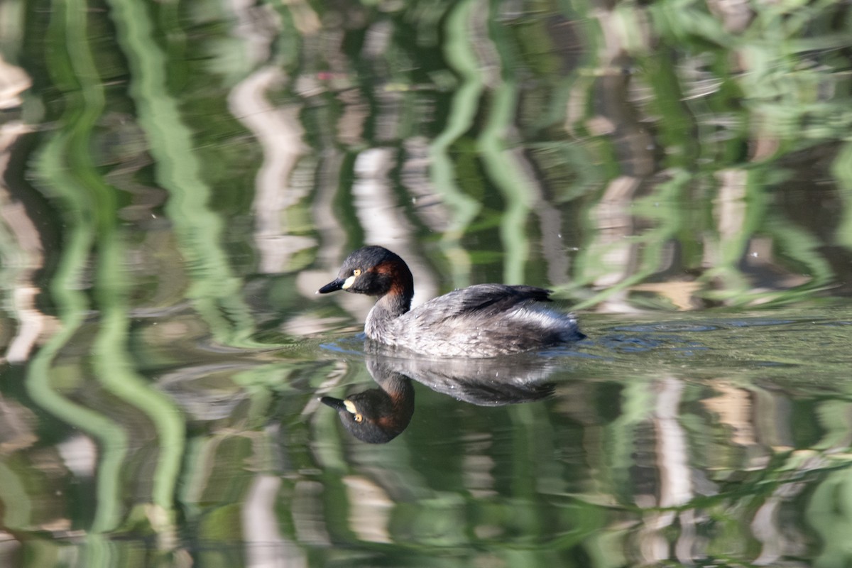Australasian Grebe - ML642845276