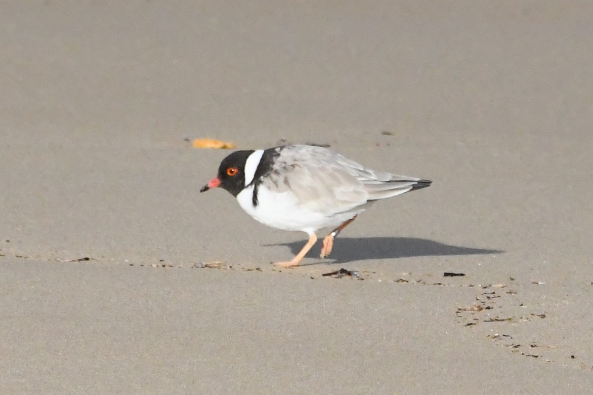 Hooded Plover - ML642845277