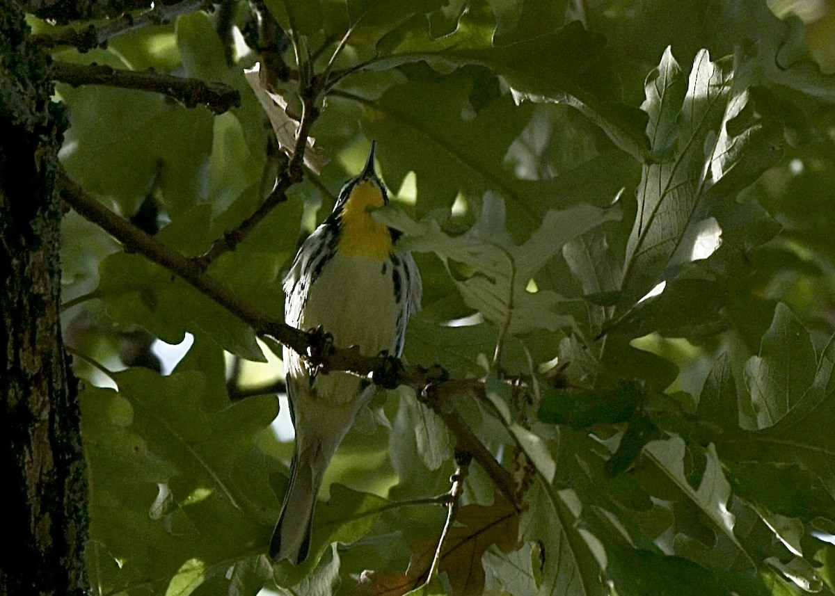 Yellow-throated Warbler - ML642845279