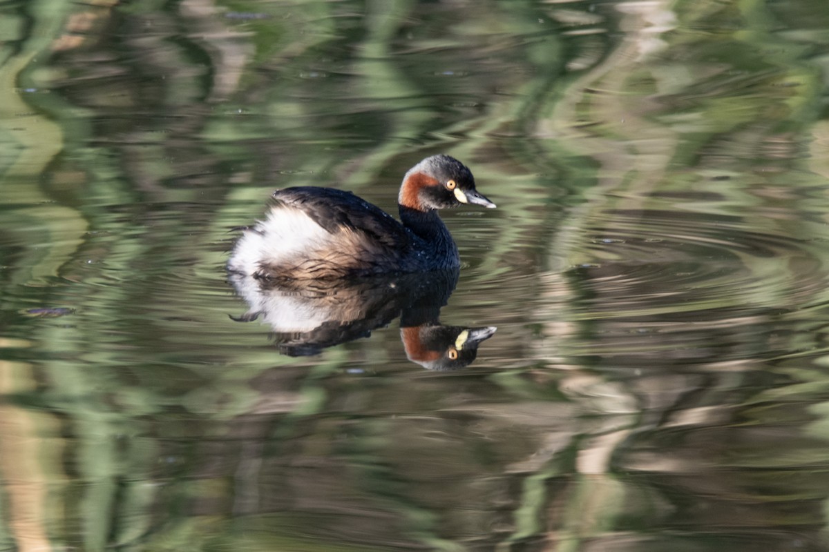 Australasian Grebe - ML642845280