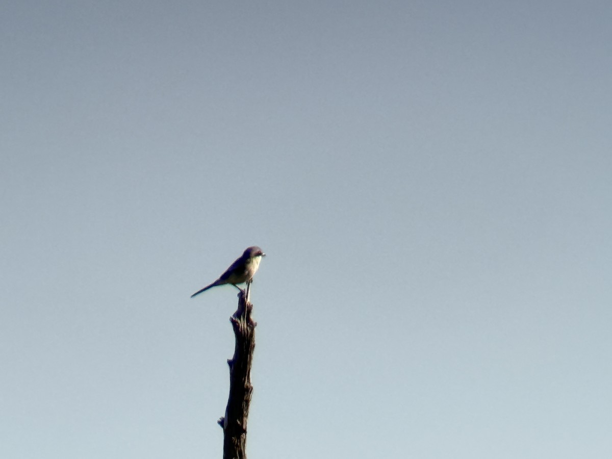 Loggerhead Shrike - ML642845282
