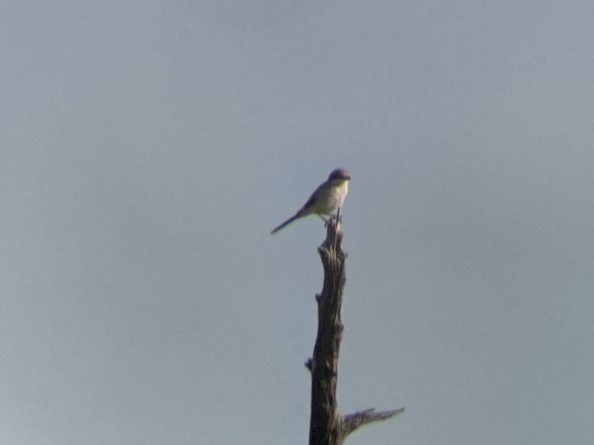 Loggerhead Shrike - ML642845283