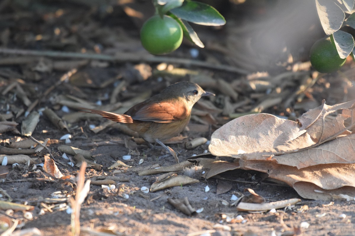 White-lored Spinetail - ML642845284