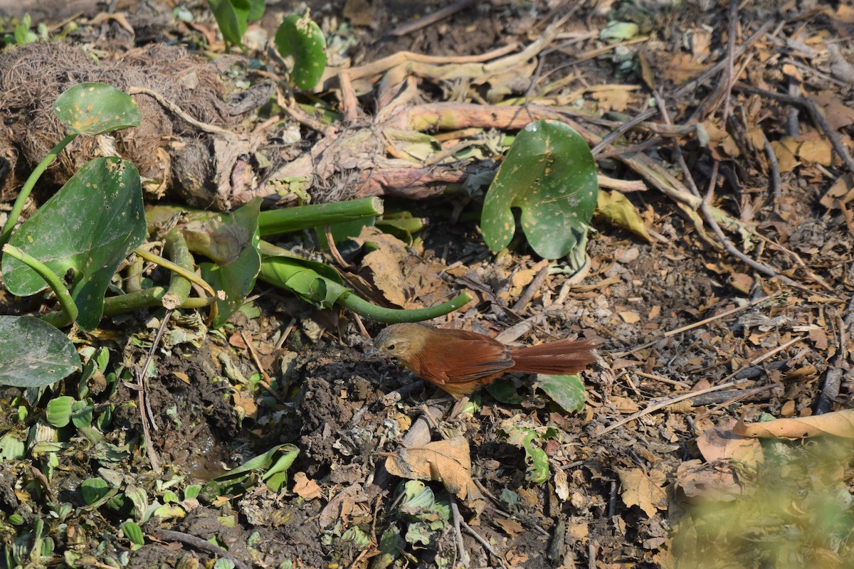 White-lored Spinetail - ML642845285