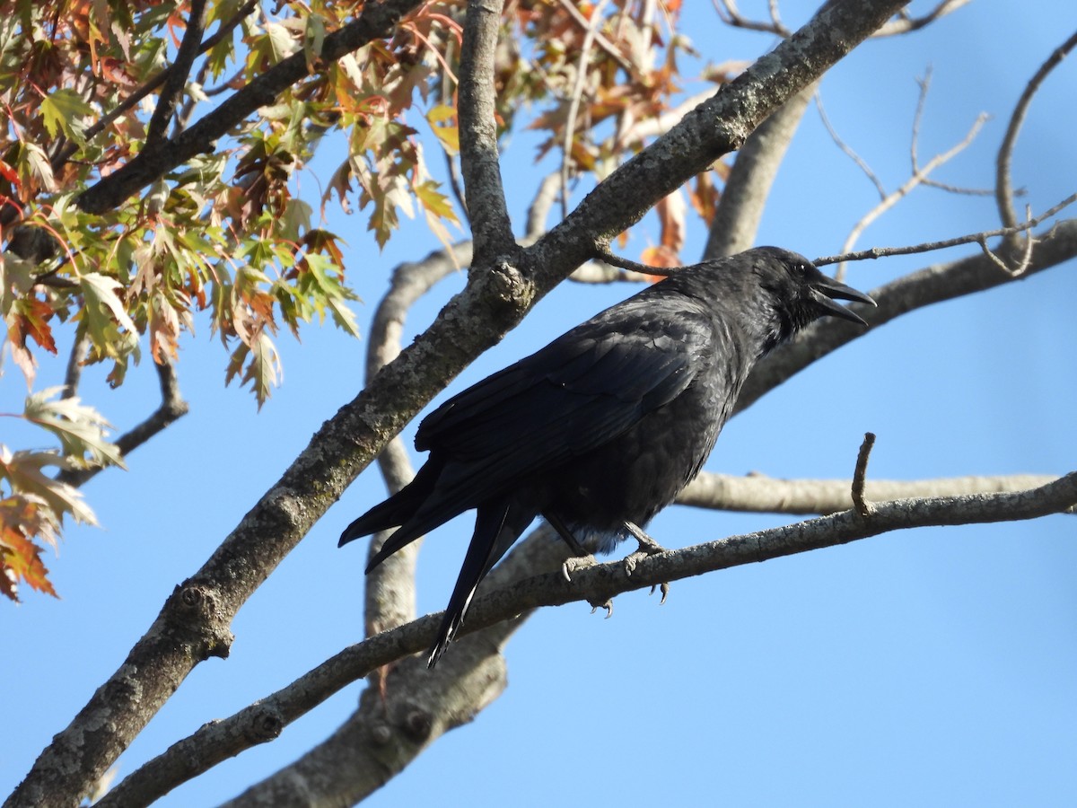 American Crow - ML642845287