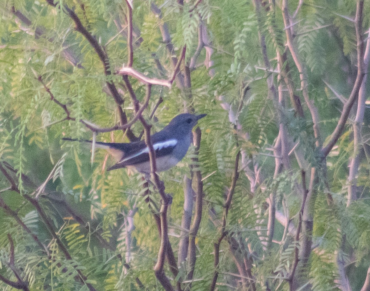 Oriental Magpie-Robin - ML642845289