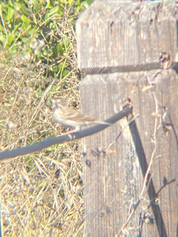 Vesper Sparrow - ML642845290