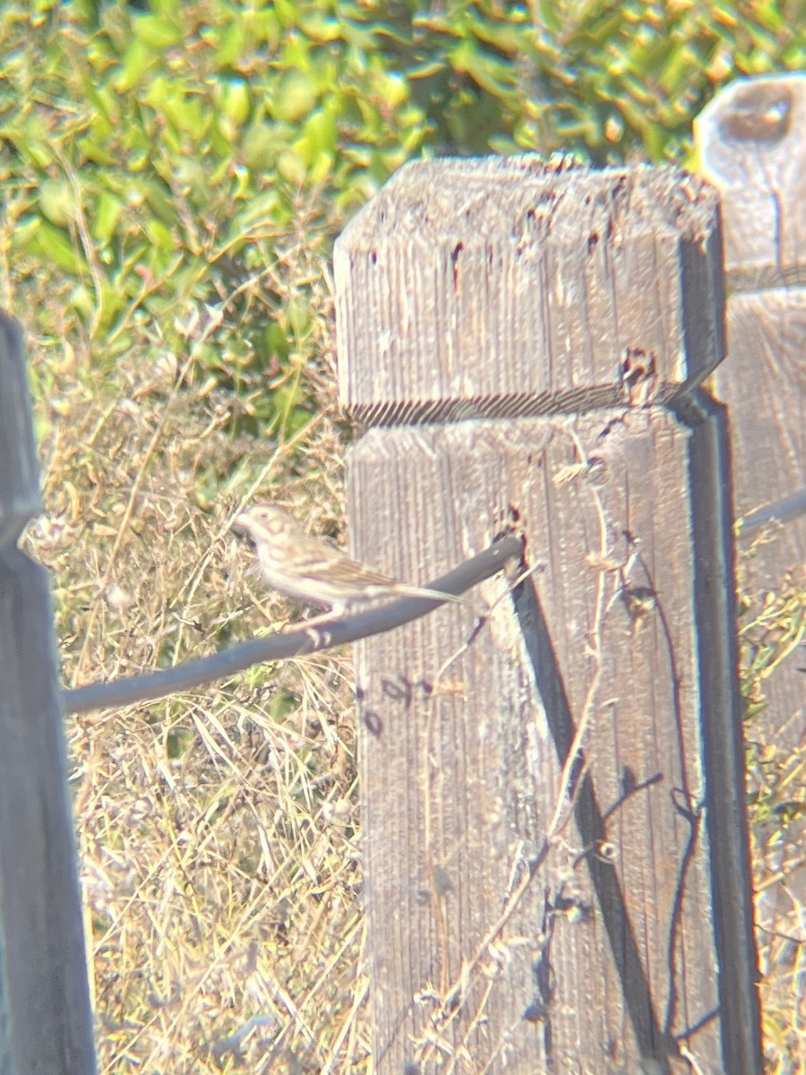 Vesper Sparrow - ML642845292