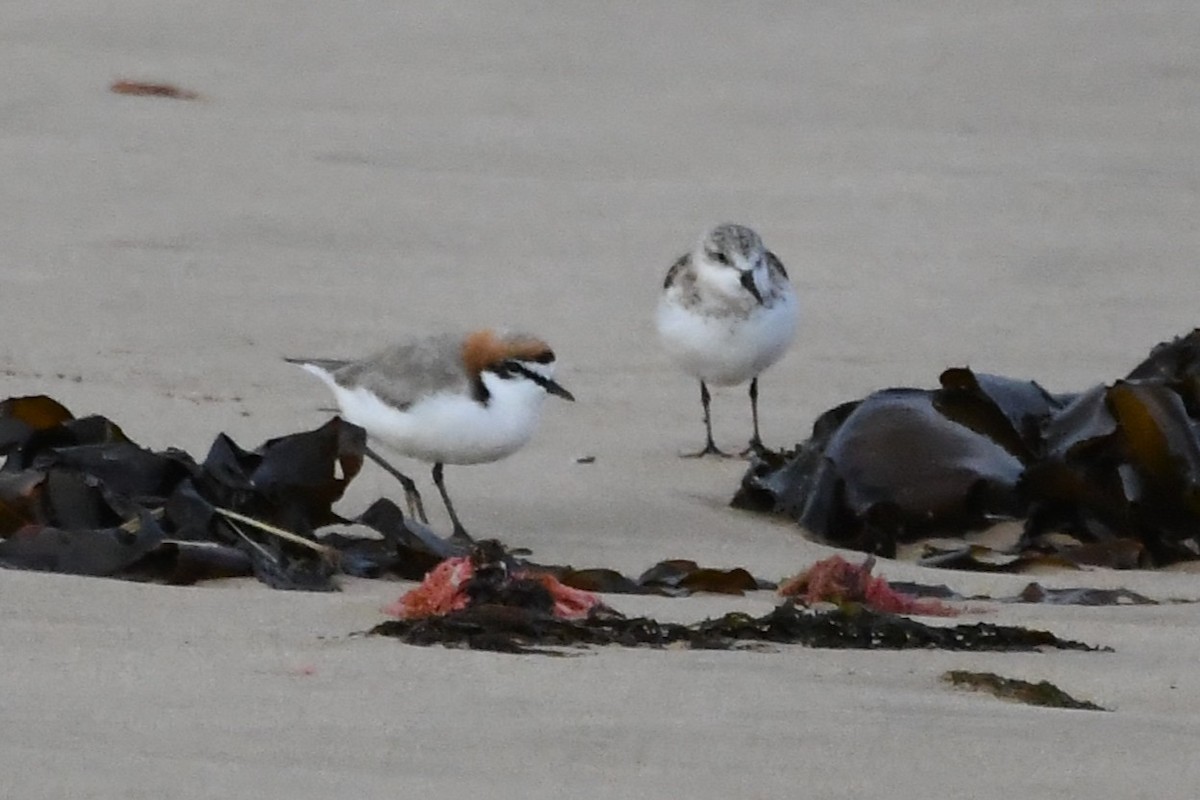 Red-capped Plover - ML642845293