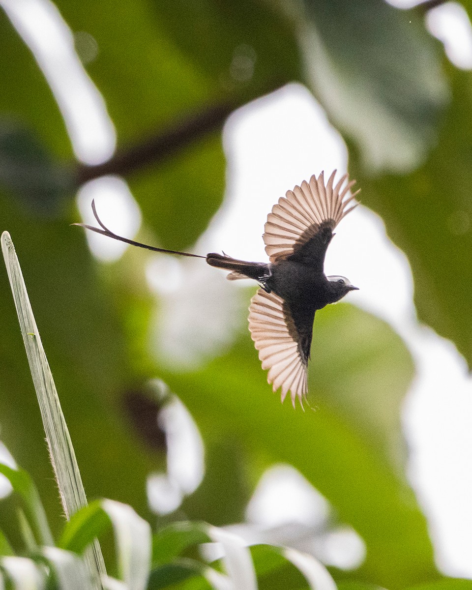 Long-tailed Tyrant - ML642845298