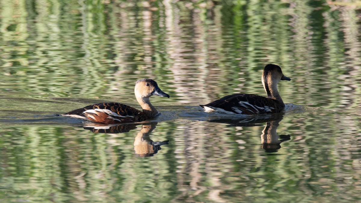 Dendrocygne à lunules - ML642845302