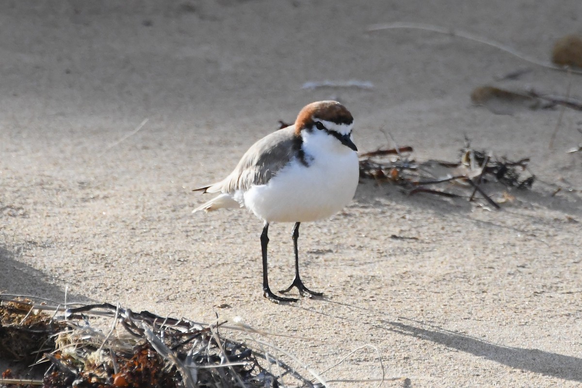Red-capped Plover - ML642845303