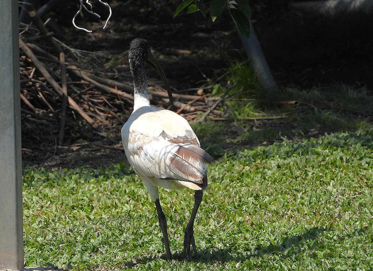 Ibis à cou noir - ML642845328