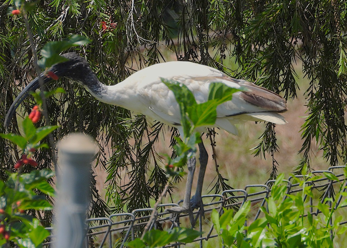 Ibis à cou noir - ML642845331