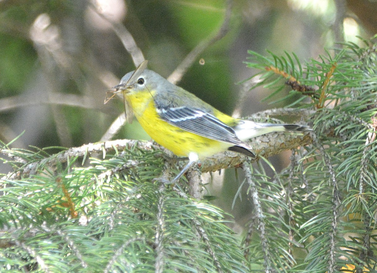 Paruline à tête cendrée - ML642845332