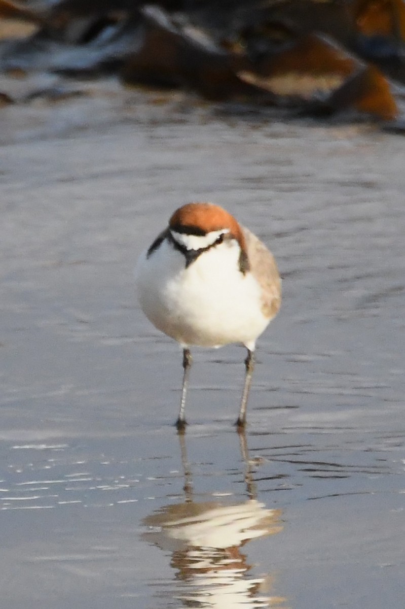 Pluvier à tête rousse - ML642845334