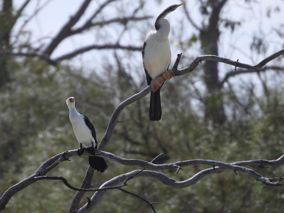 Anhinga d'Australie - ML642845335