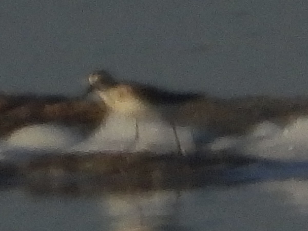 Little Stint - ML642845356