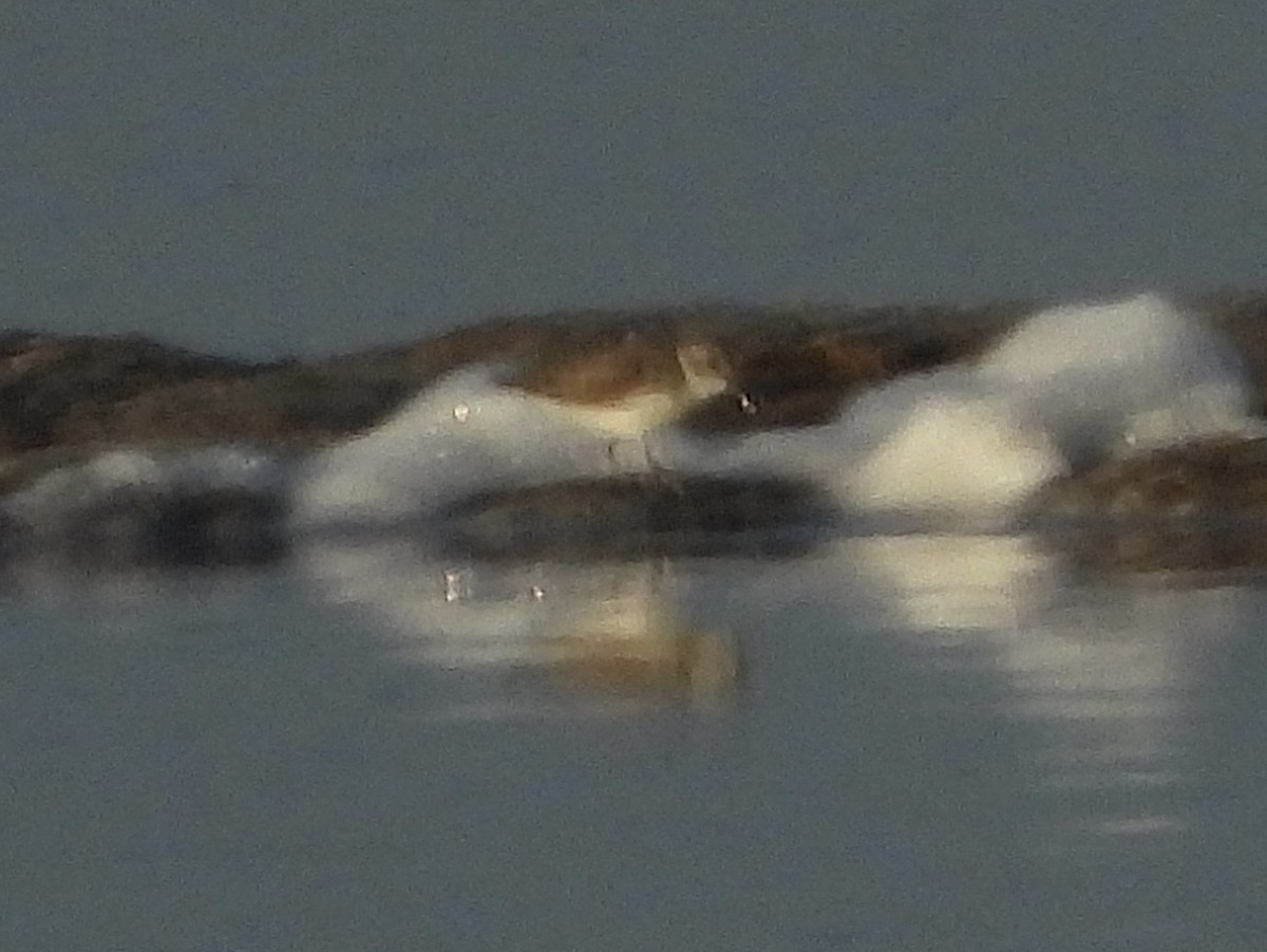 Little Stint - ML642845357