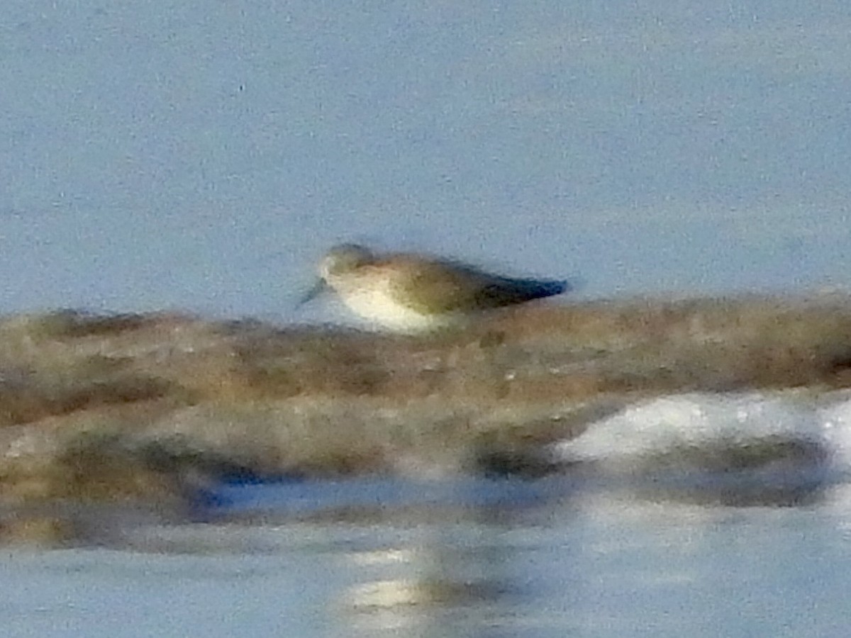Little Stint - ML642845360