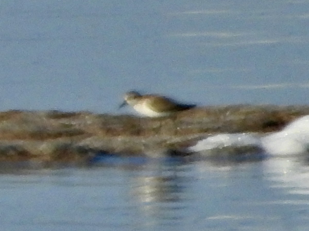 Little Stint - ML642845361