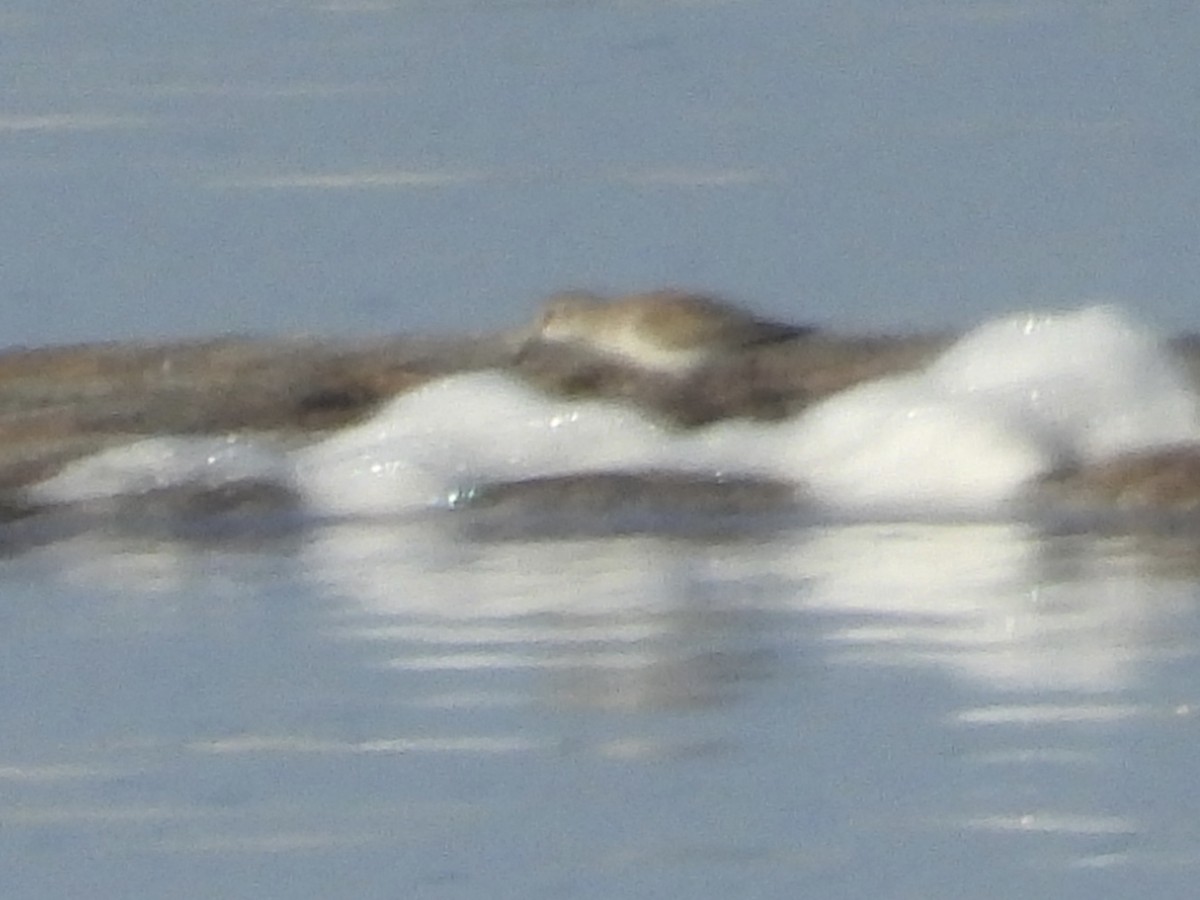 Little Stint - ML642845362