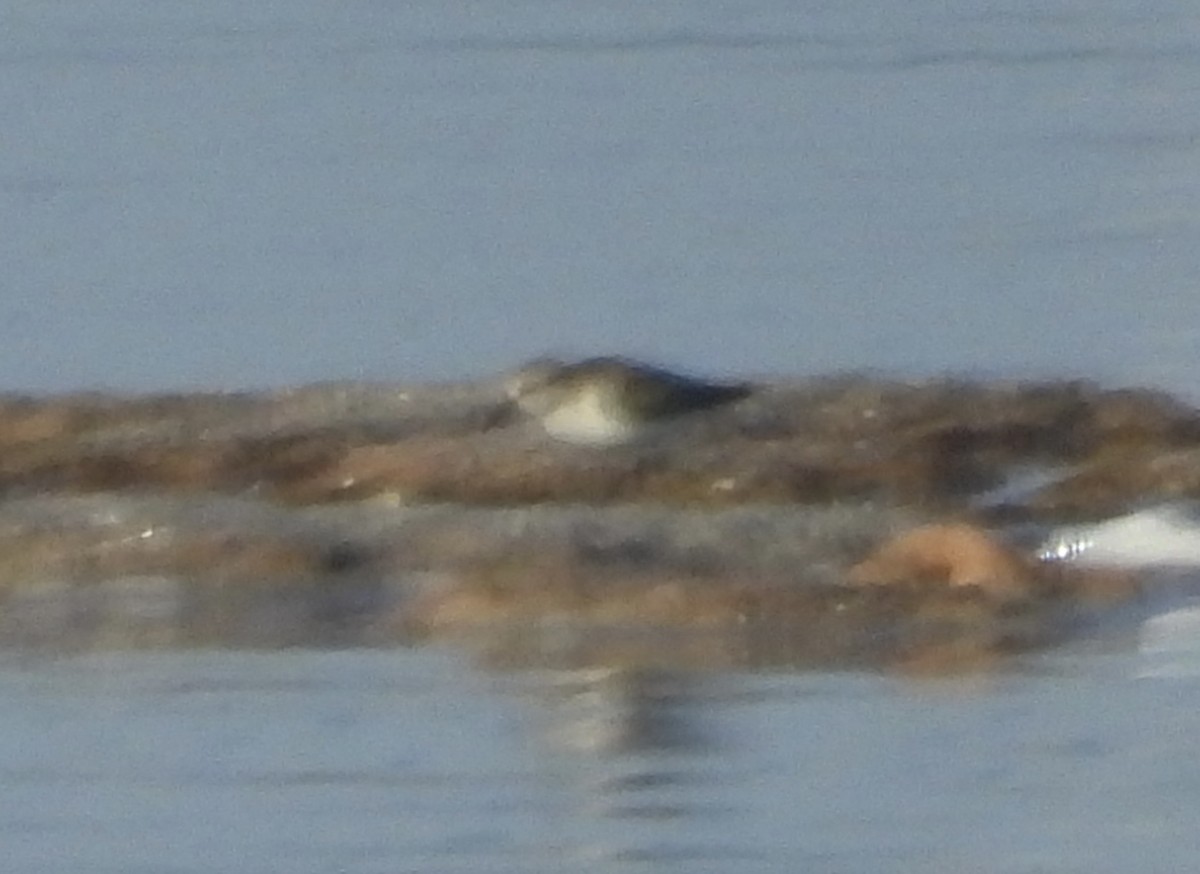 Little Stint - ML642845363