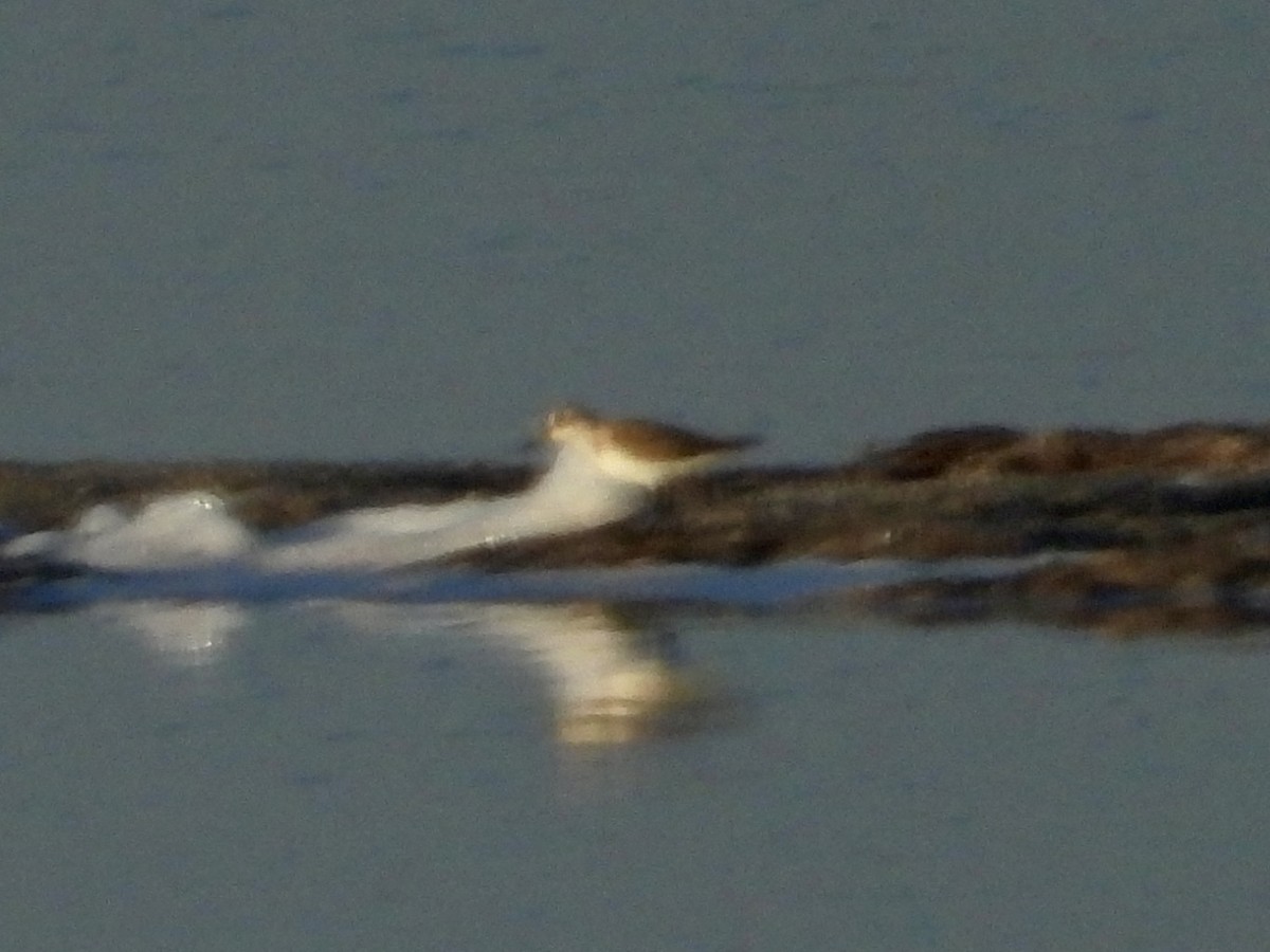Little Stint - ML642845364