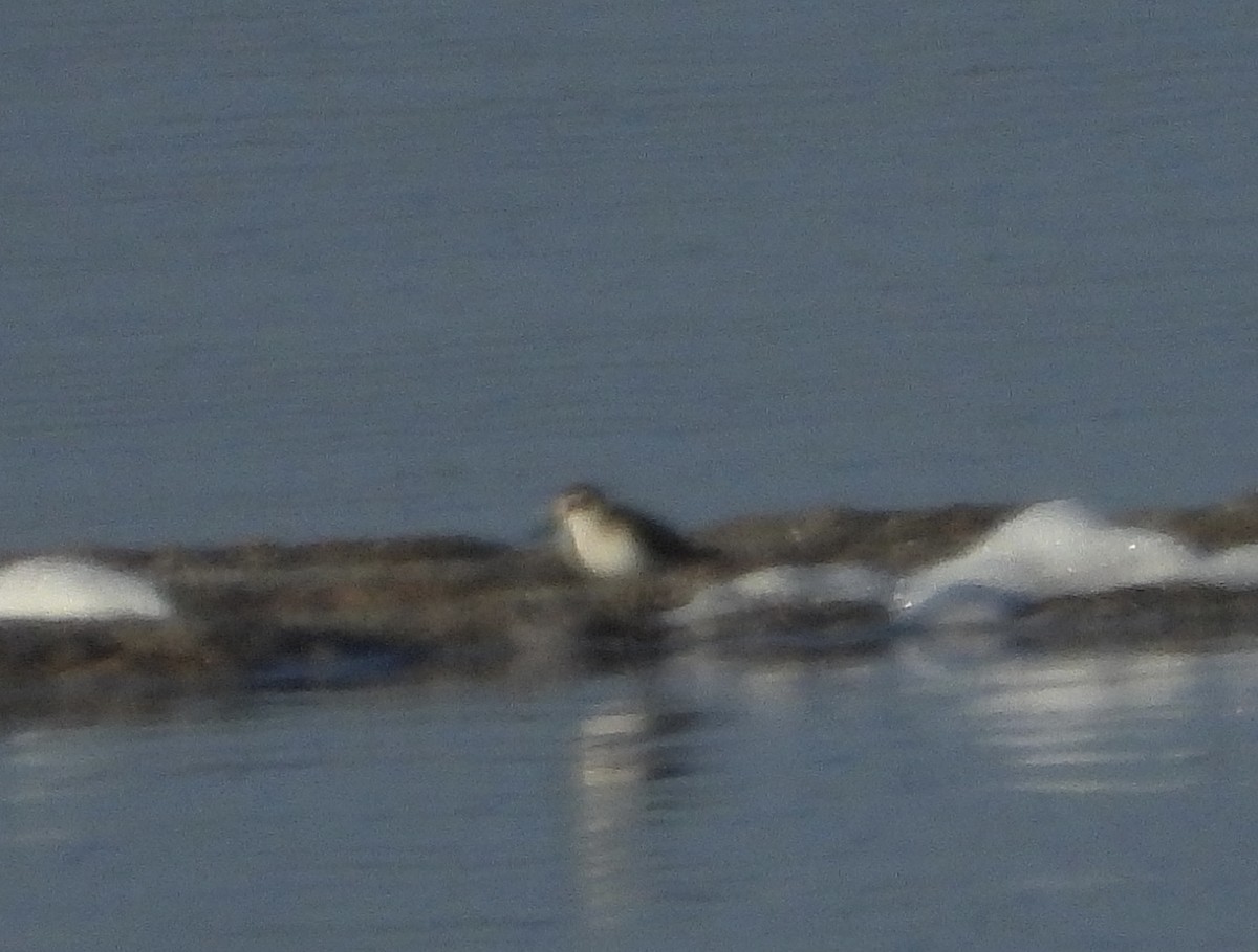 Little Stint - ML642845365