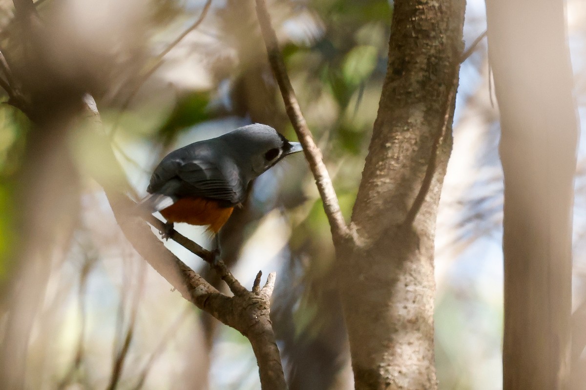 Black-faced Monarch - ML642845371