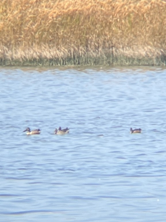 Canard souchet - ML642845375