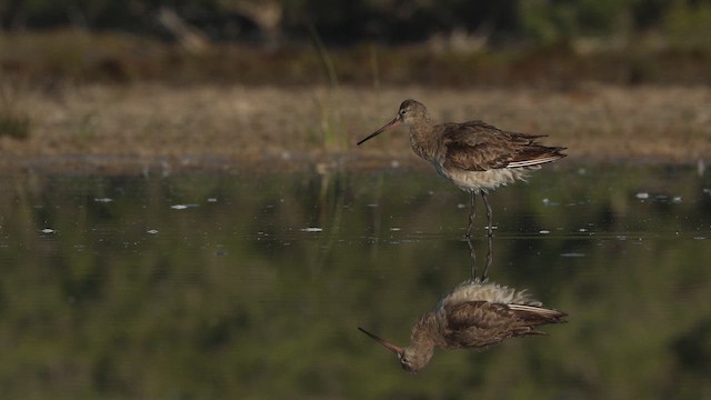 Black-tailed Godwit (melanuroides) - ML642845378