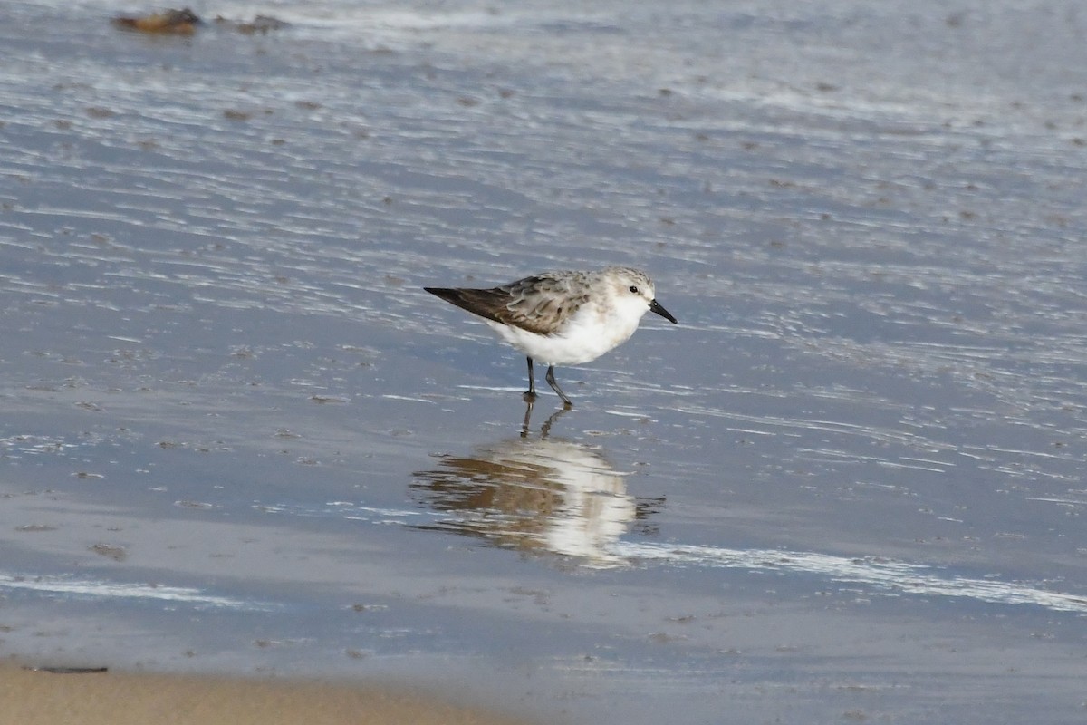 Red-necked Stint - ML642845379