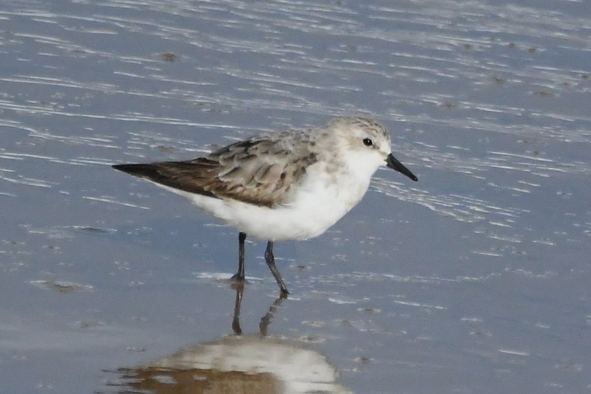 Red-necked Stint - ML642845382