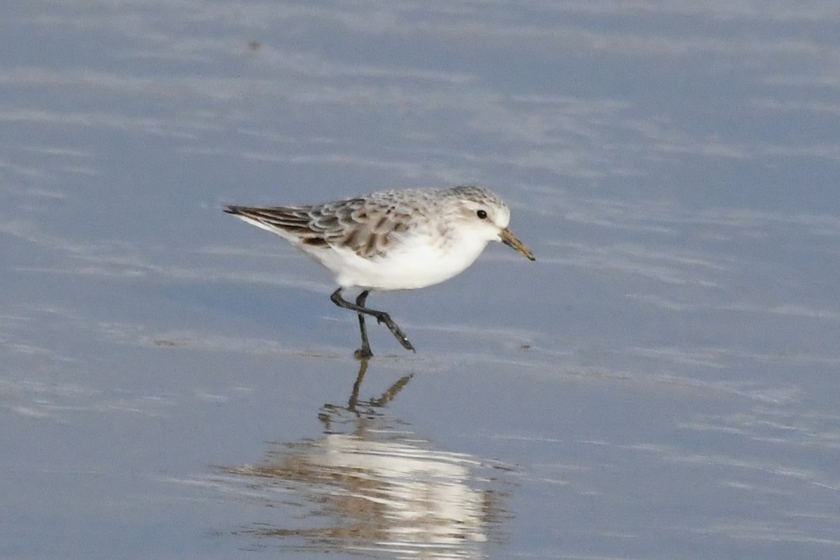 Red-necked Stint - ML642845387