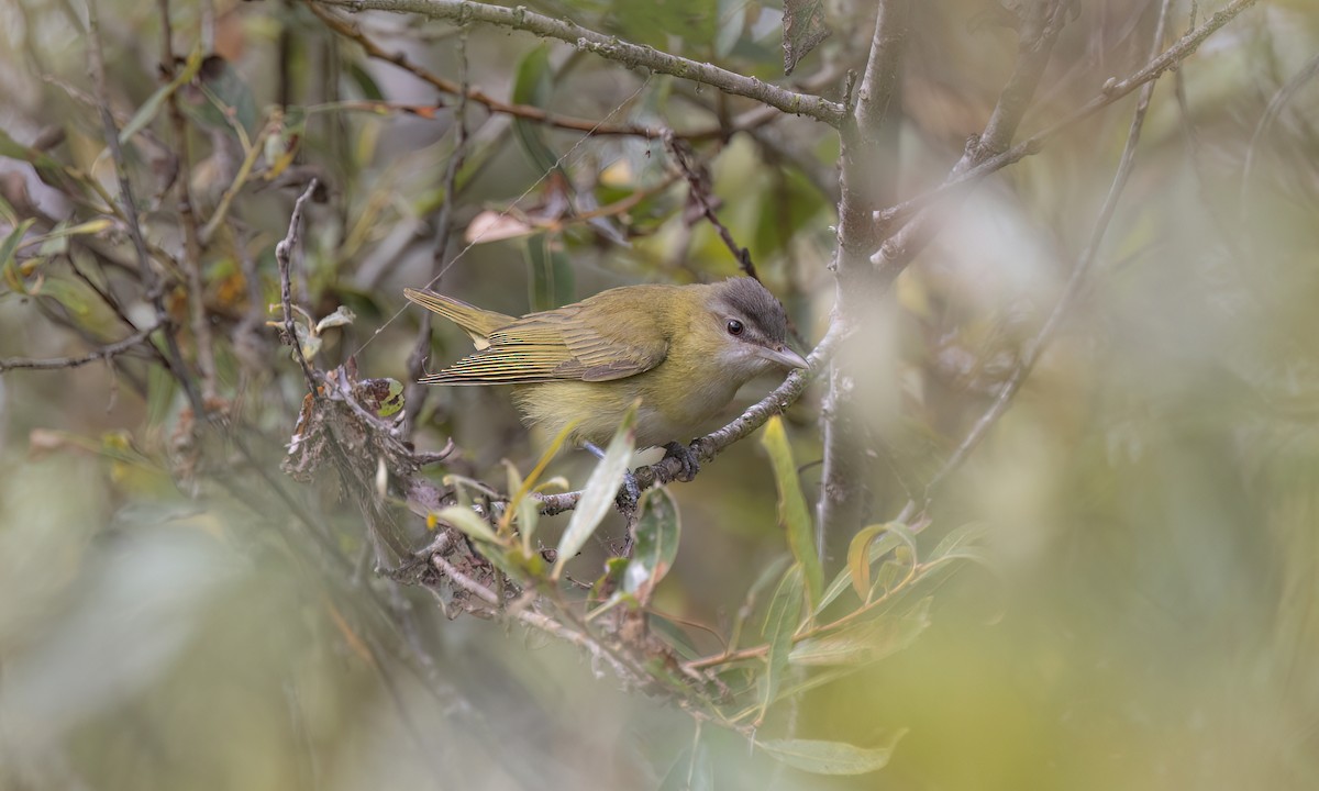 Yellow-green Vireo - ML642845389