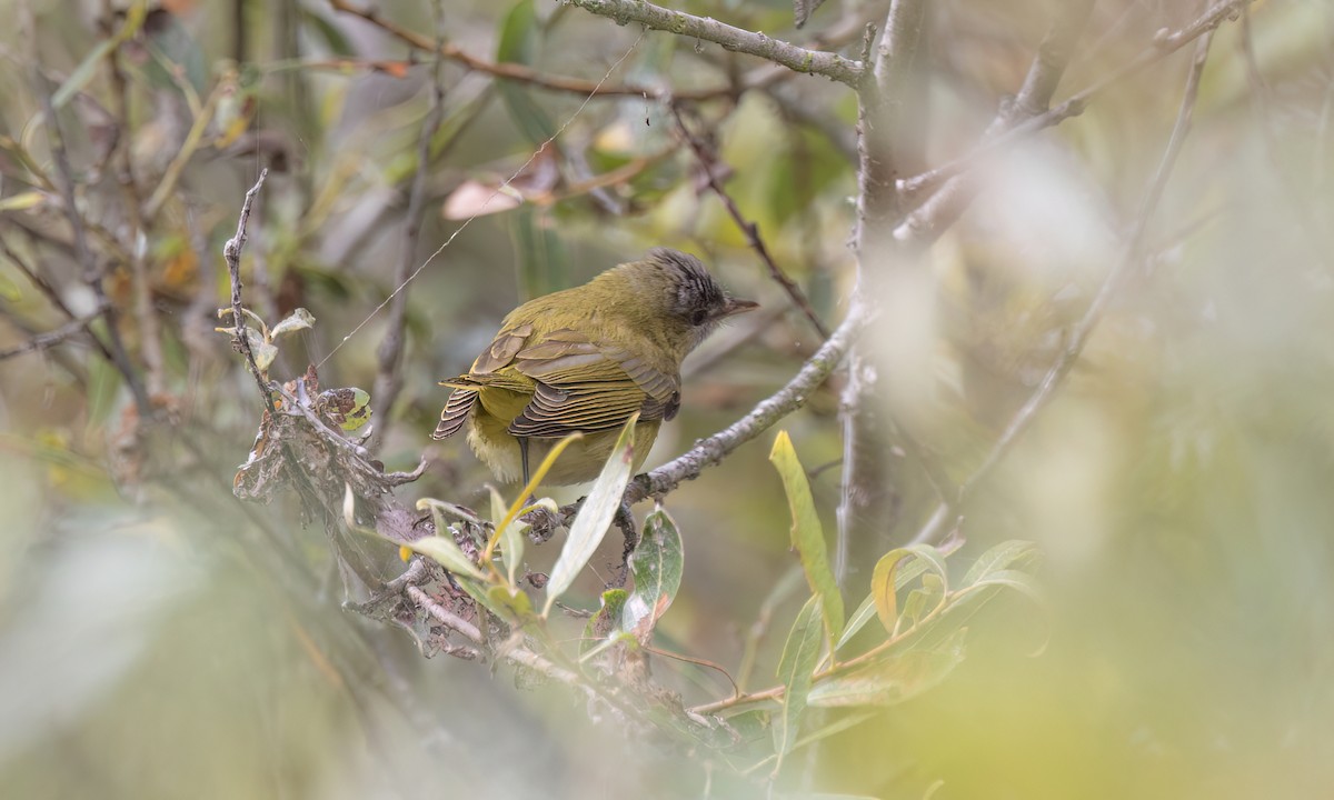 Yellow-green Vireo - ML642845390