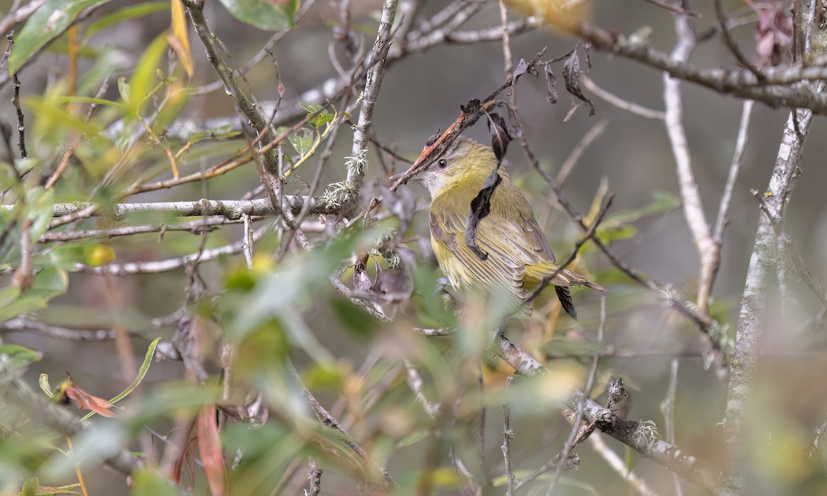 Yellow-green Vireo - ML642845391