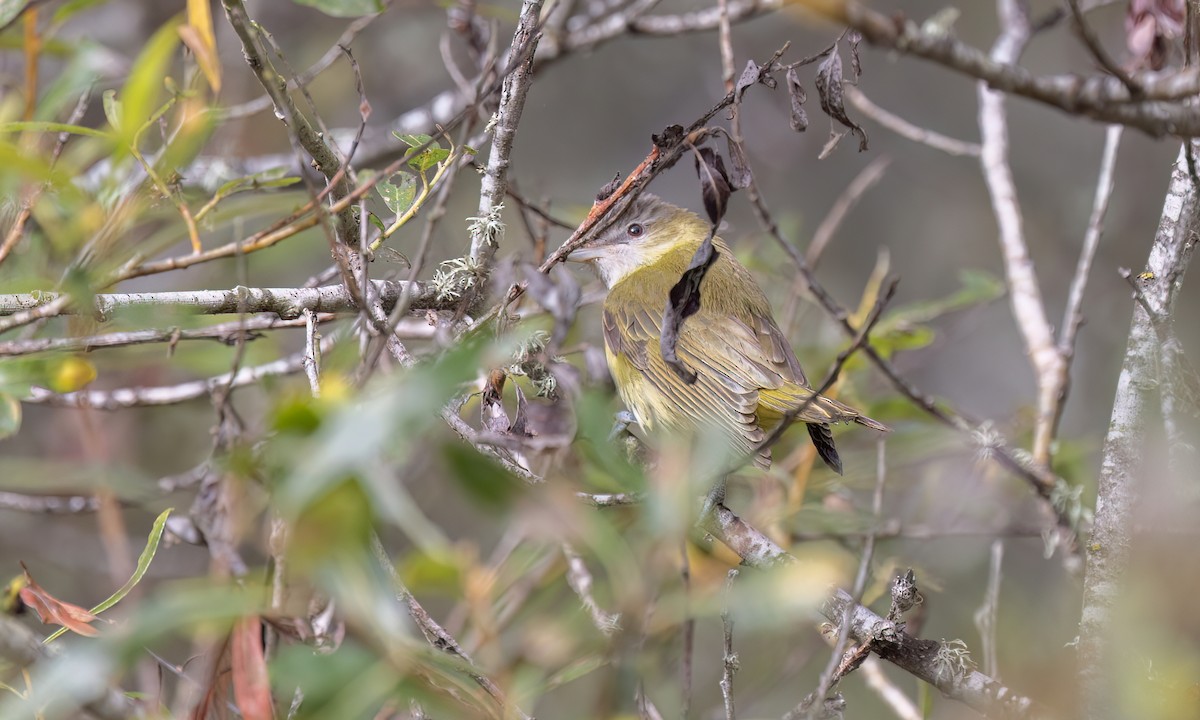 Yellow-green Vireo - ML642845392