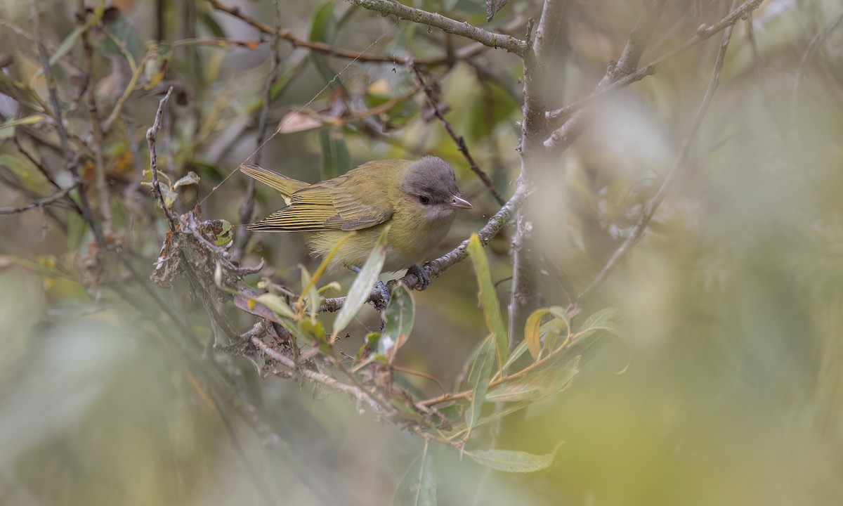 Yellow-green Vireo - ML642845393