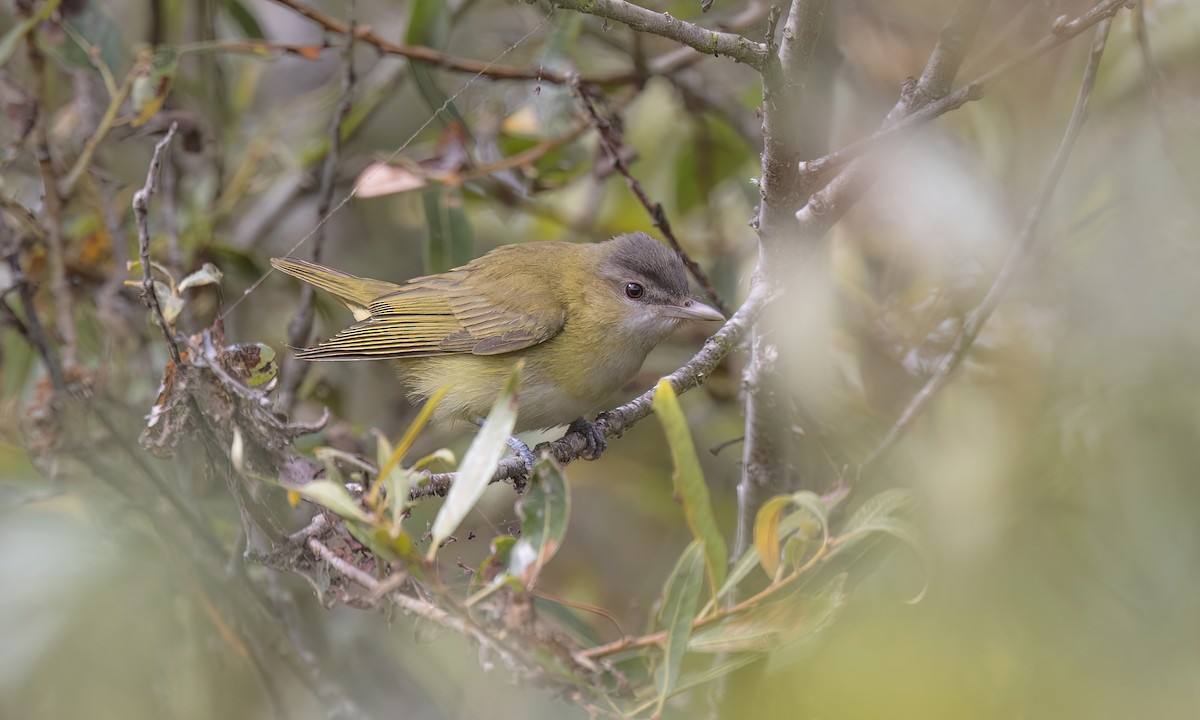 Yellow-green Vireo - ML642845394