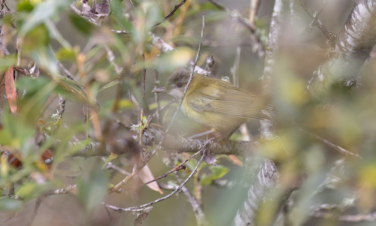 Yellow-green Vireo - ML642845395