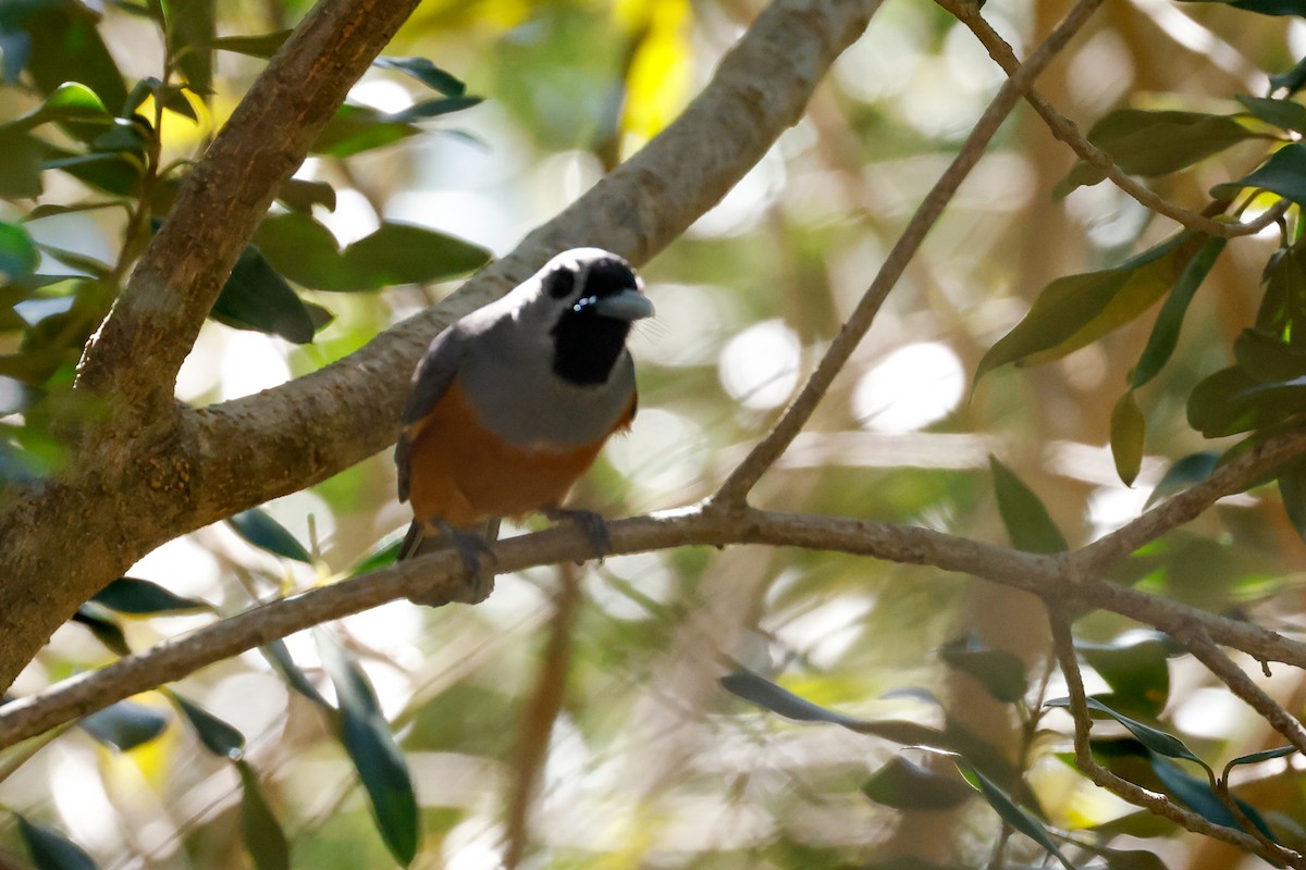 Black-faced Monarch - ML642845397