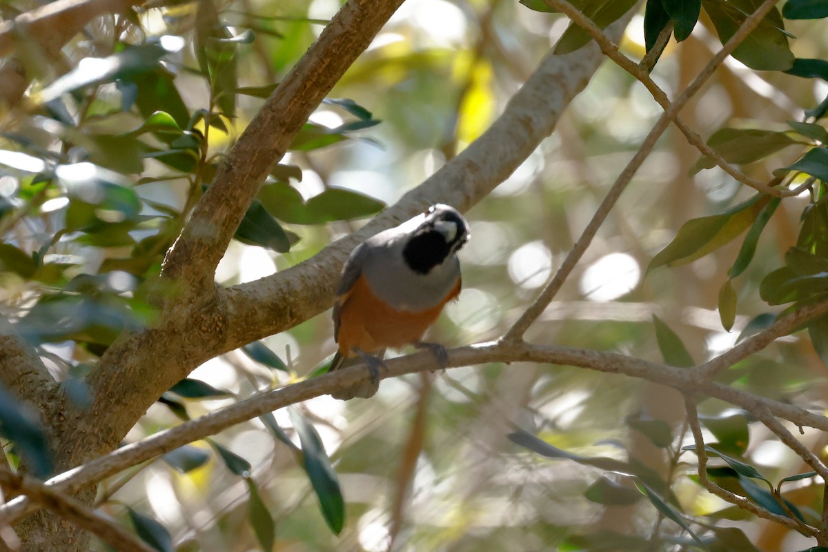 Black-faced Monarch - ML642845398