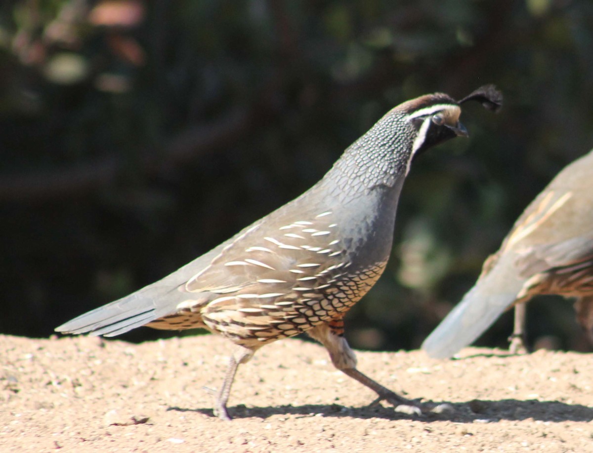 California Quail - ML642845400